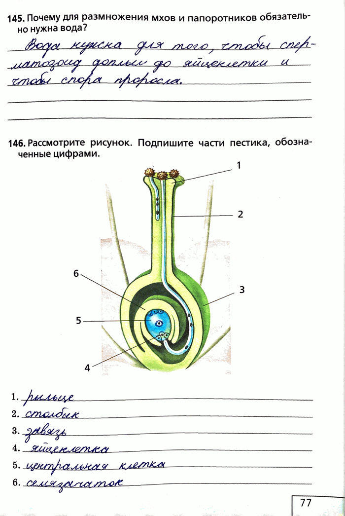 Изображение 145. Почему для размножения мхов и папоротников обязательно нужна вода?146. Рассмотрите рисунок. Подпишите части пестика, обозначенные...